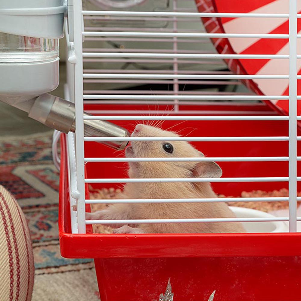 red hamster cage