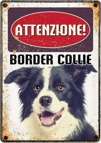 border collie products