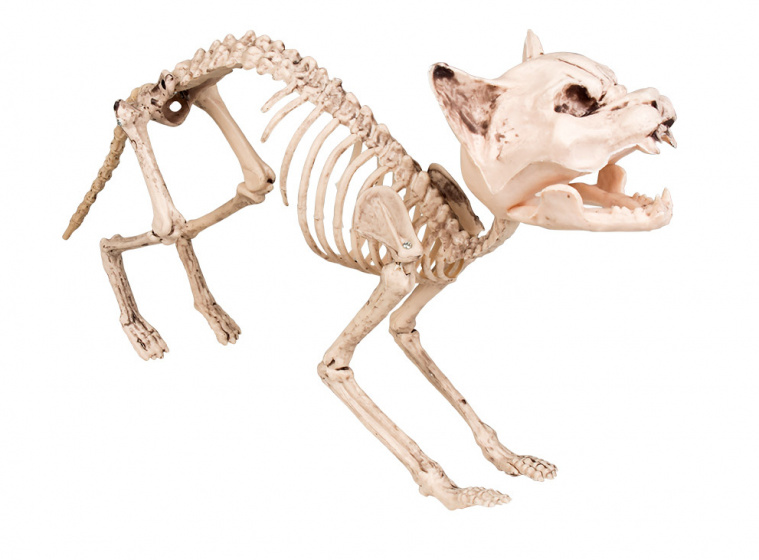 Boland dekorácia Kostra mačky 60 cm polyetylén béžová