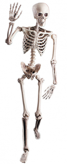 Carnival Toys dekorácia pohyblivá kostra 160 cm biela