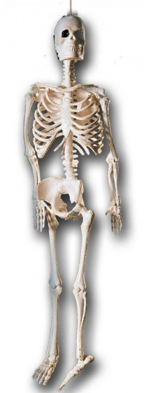Carnival Toys závesná dekorácia kostra 30 cm biela