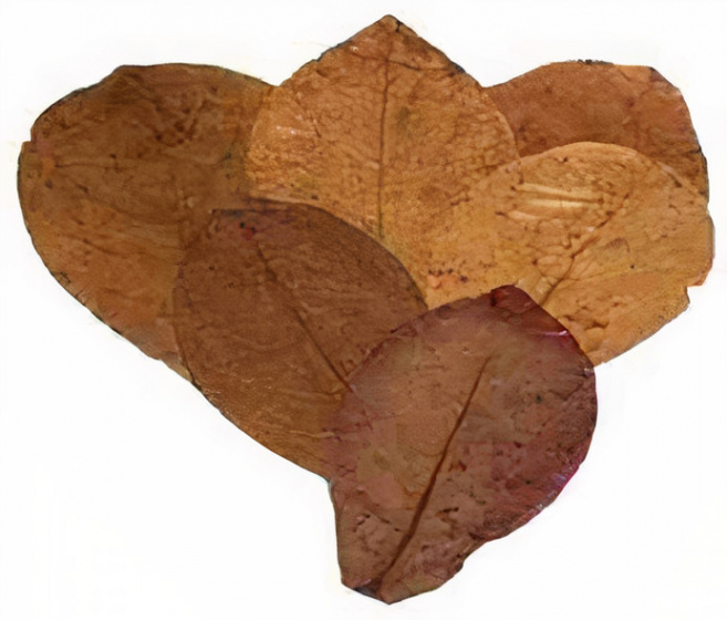 leaves Catappa M vegetable brown 5 pieces