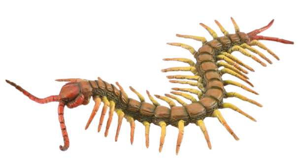 Collecta hracie zvieratko stonožka junior 18 cm ABS hnedá