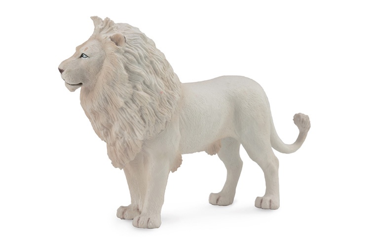 Wildlife: white lion 14 x 9 cm
