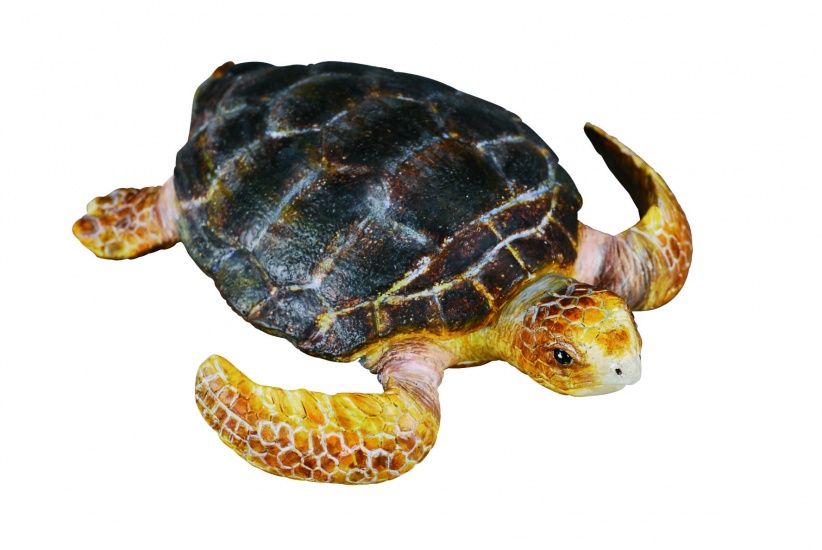 Collecta Morské živočíchy korytnačka 7 x 1 cm