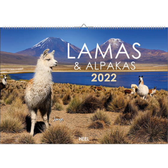 Comello agenda Lamy & Alpaky 2022 47,5 x 33 cm papier
