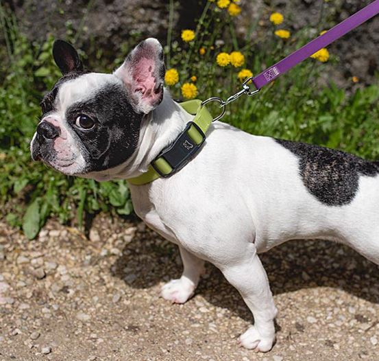 ferplast dog collar