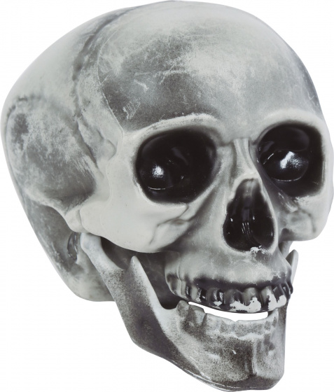 Fiestas Guirca kostra lebky 20 cm sivá