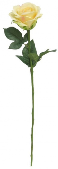 Gerimport sušený kvet ruža 70 cm žltá/zelená