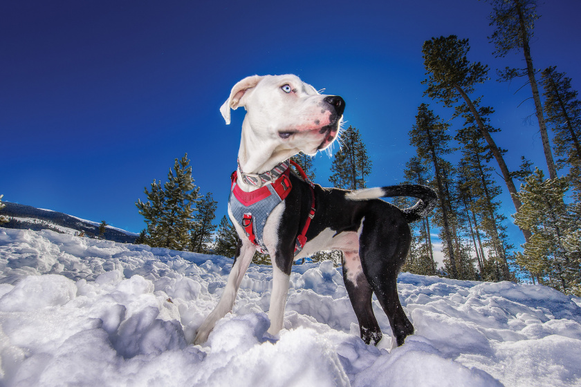 kurgo journey dog harness