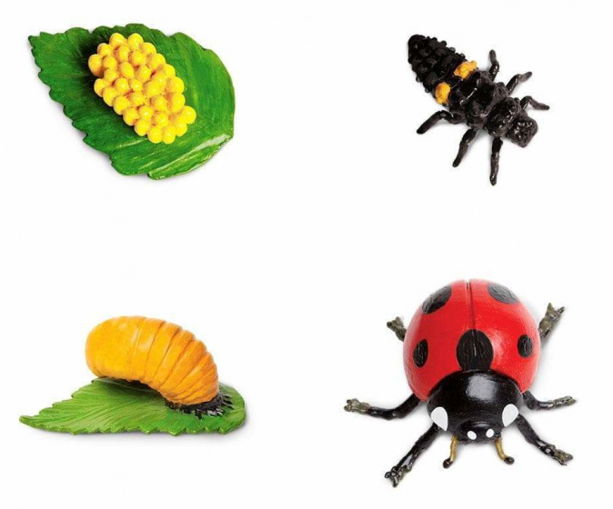 Safari speelset levenscyclus lieveheersbeestje junior 4 delig
